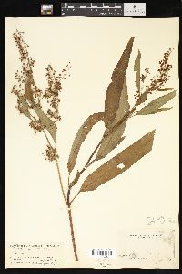 Rumex verticillatus image