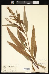 Rumex verticillatus image