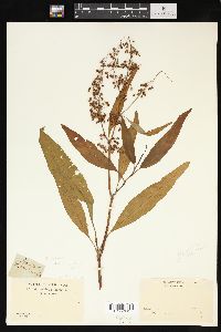 Rumex verticillatus image