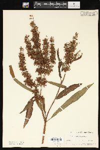 Rumex verticillatus image