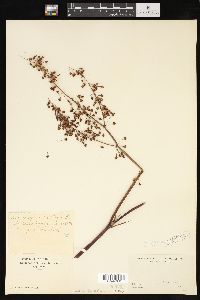 Rumex verticillatus image