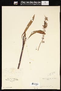 Rumex verticillatus image