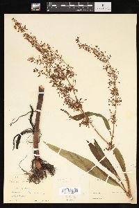 Rumex verticillatus image