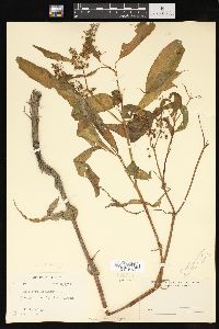 Rumex verticillatus image