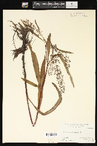 Rumex verticillatus image