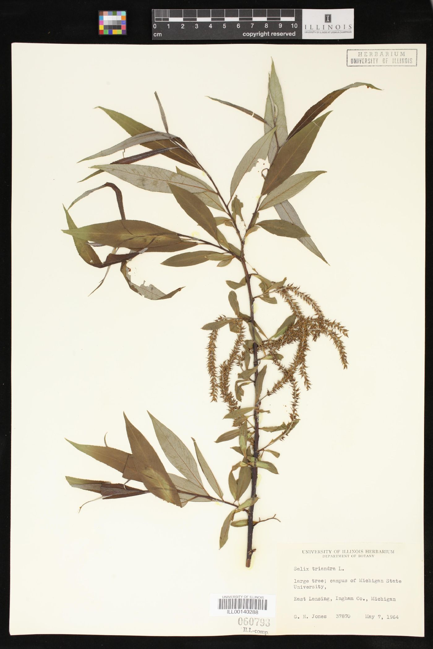 Salix triandra image