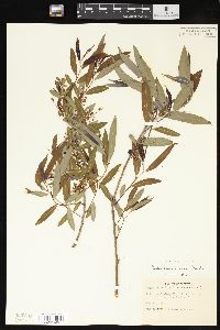 Salix caroliniana image