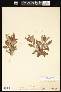 Salix pedicellaris image