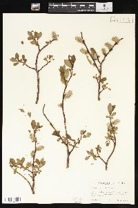 Salix planifolia image