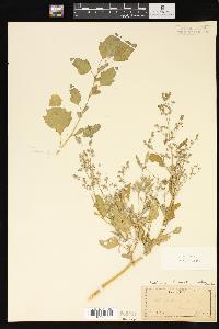 Chenopodium album var. album image