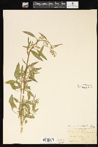 Chenopodium album var. album image