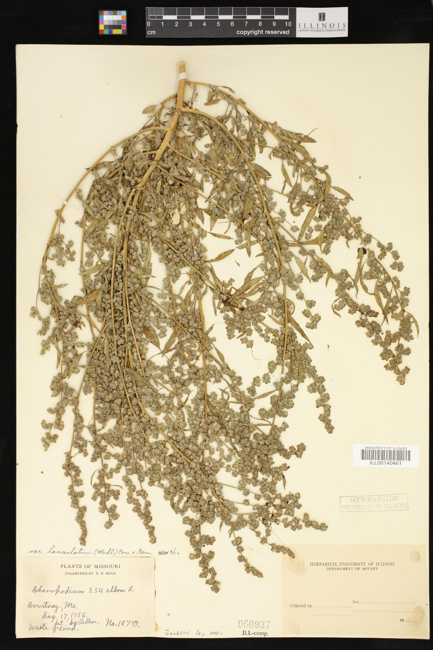 Chenopodium album var. album image