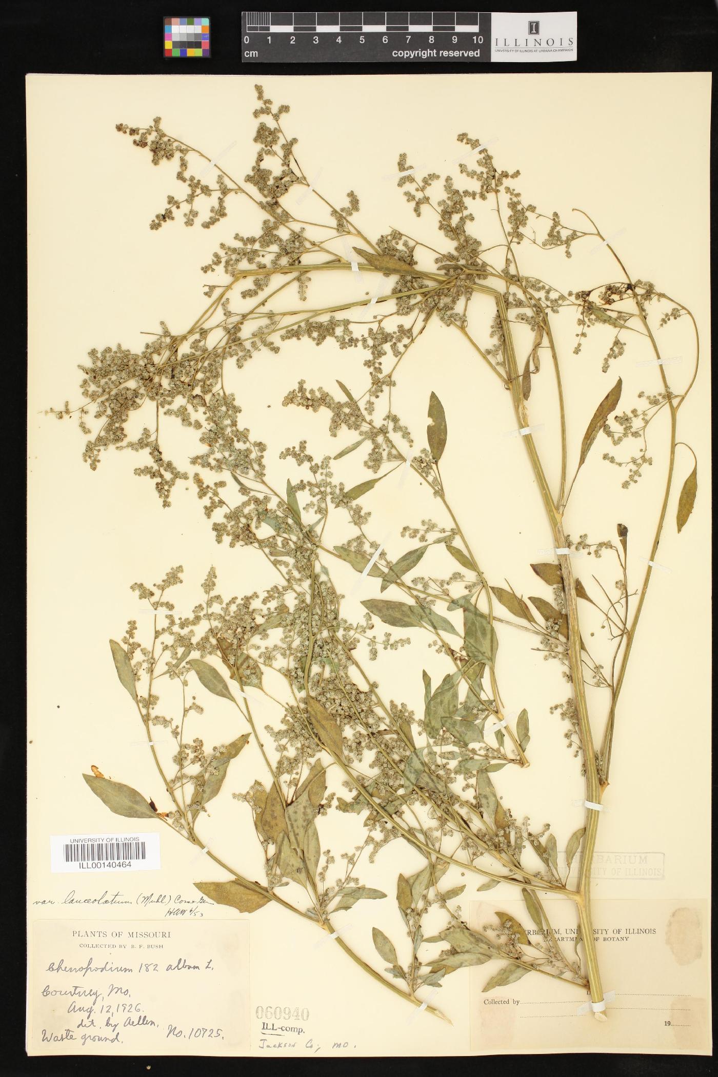 Chenopodium album var. album image