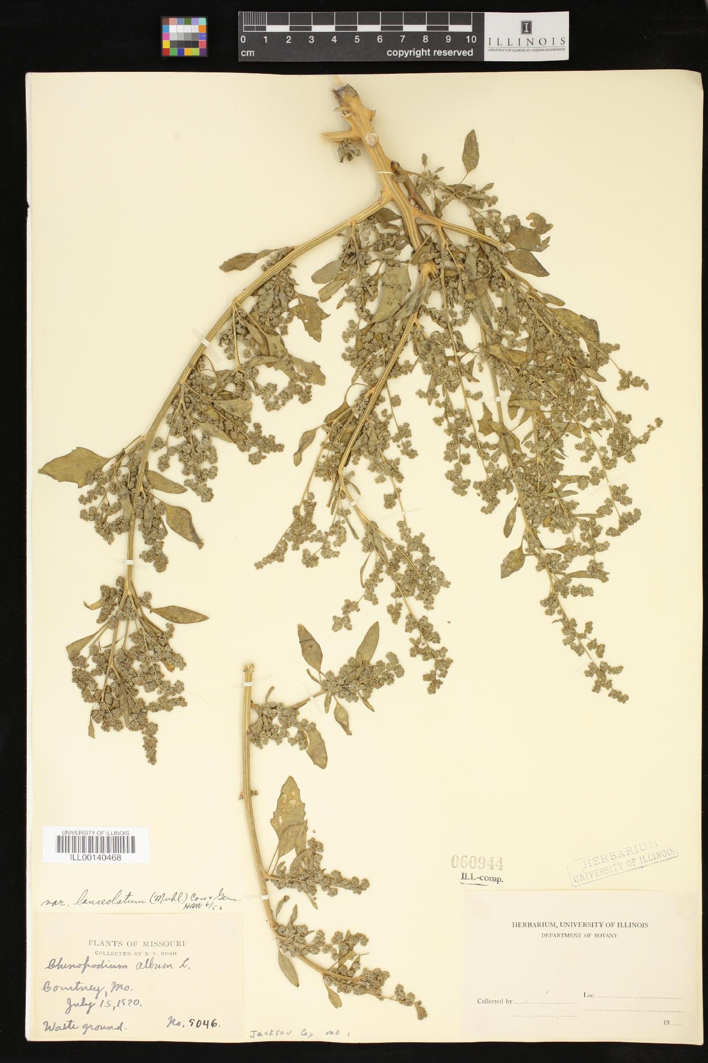 Chenopodium album var. album image