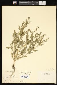 Chenopodium album var. album image