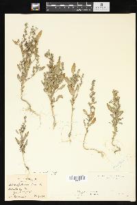 Chenopodium album var. album image