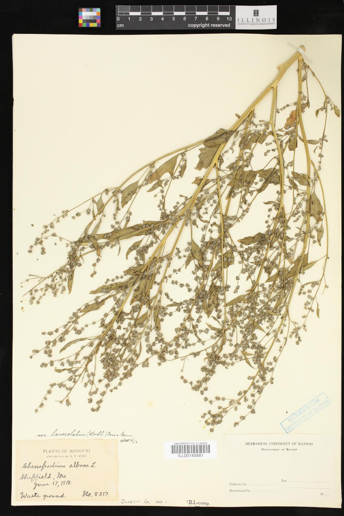 Chenopodium album var. album image