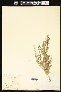 Chenopodium album var. album image