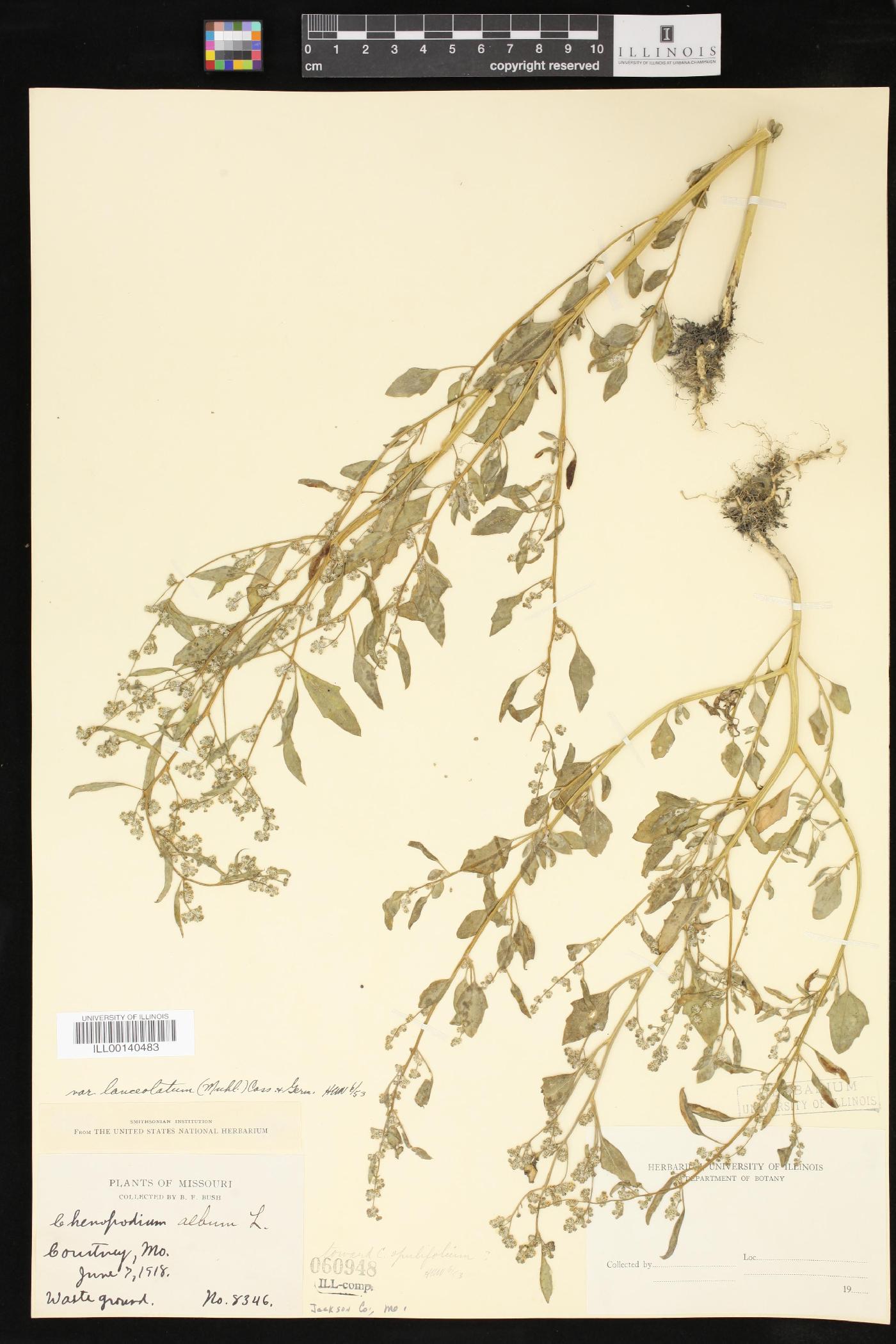 Chenopodium album var. album image