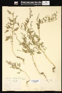 Chenopodium album var. album image