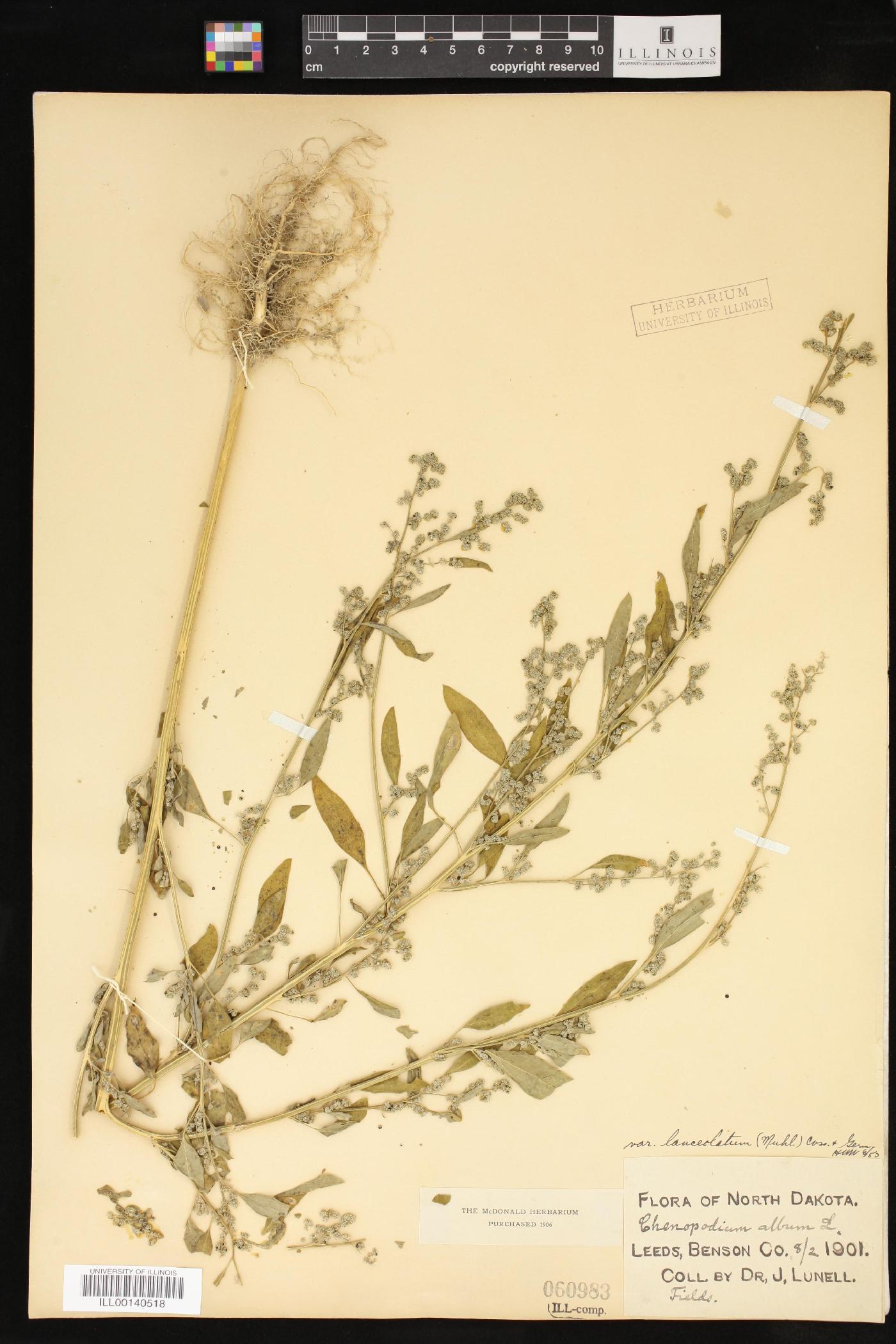 Chenopodium album var. album image