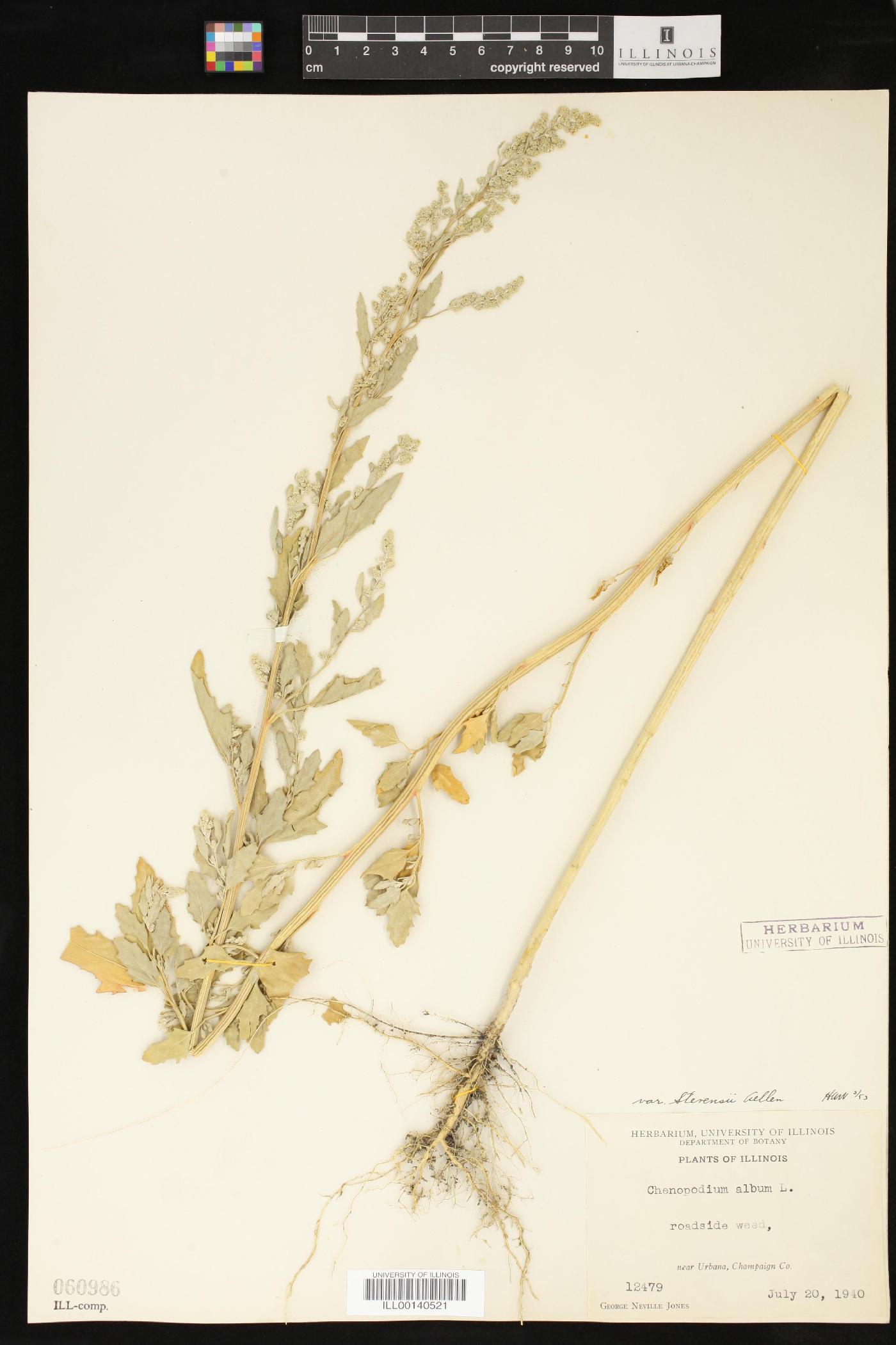 Chenopodium album var. stevensii image
