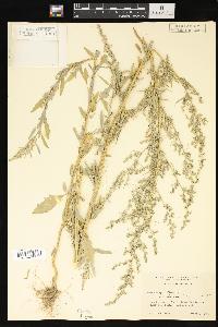 Chenopodium album var. stevensii image