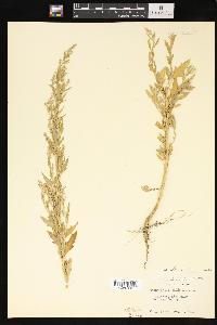 Chenopodium album var. stevensii image