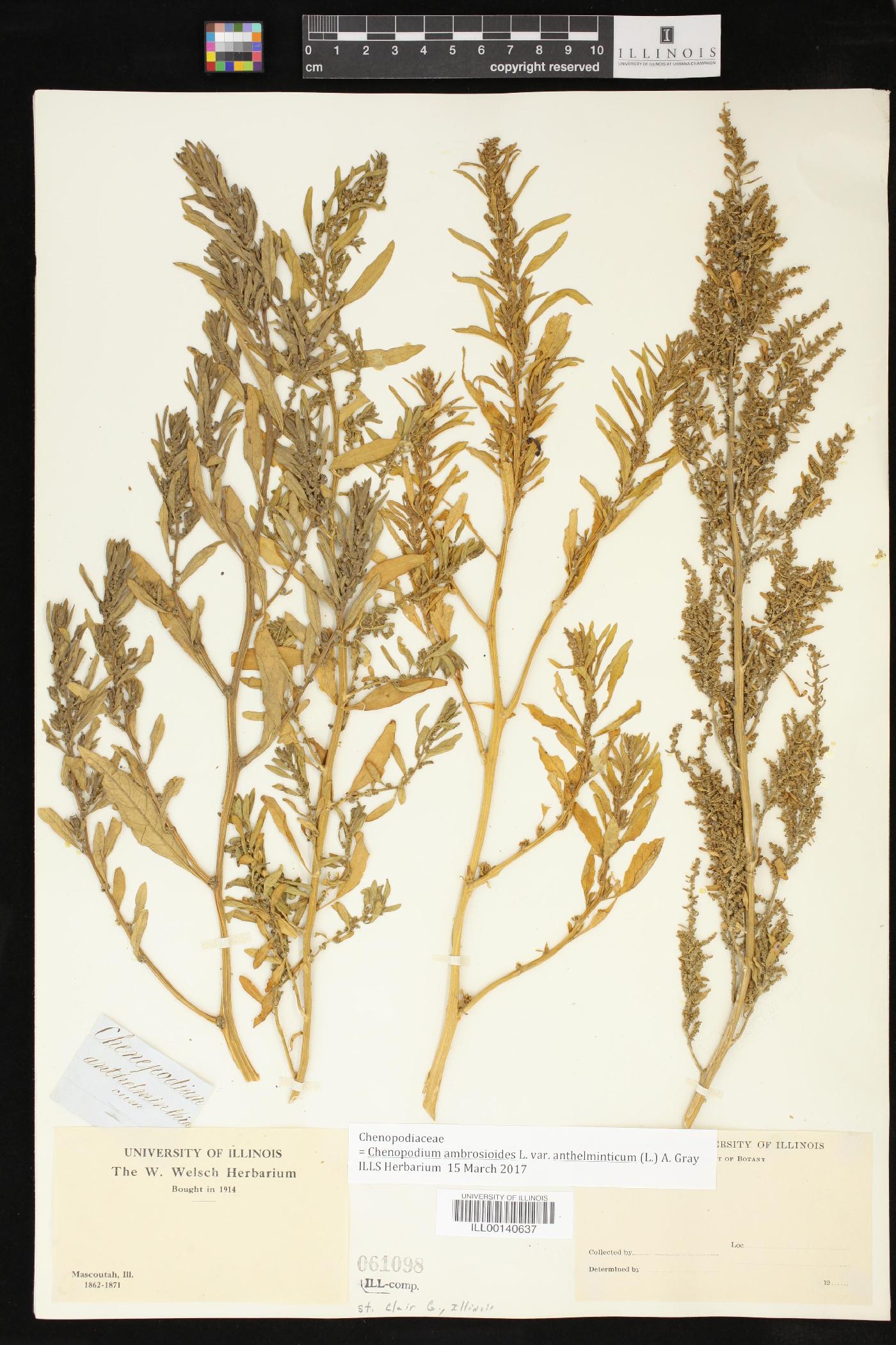 Dysphania anthelmintica image