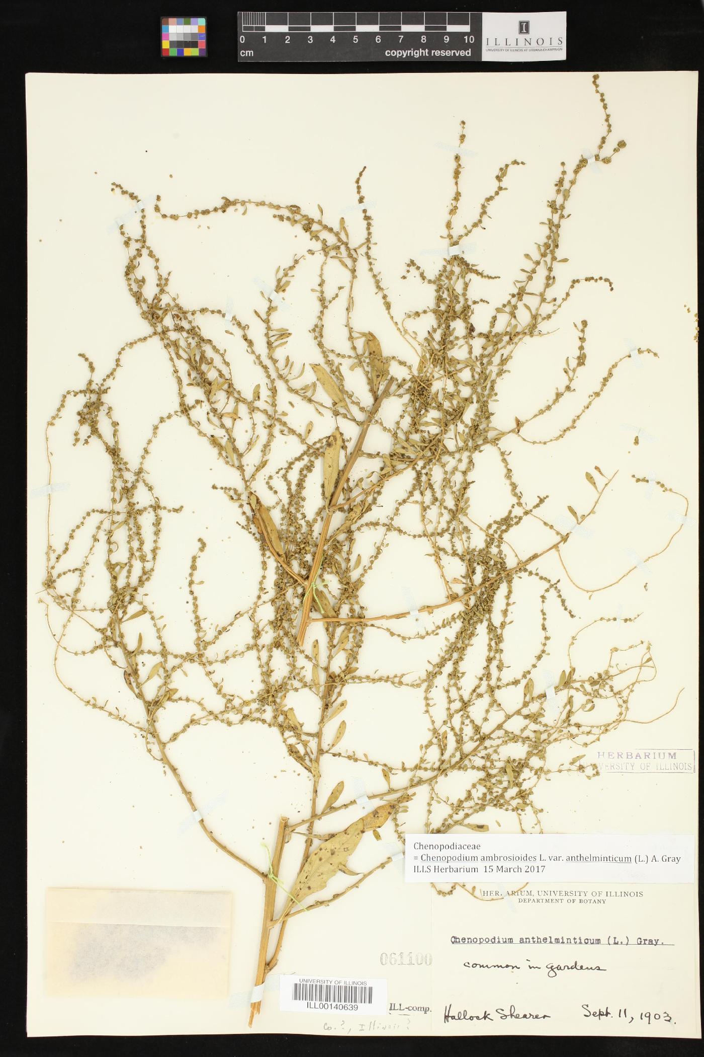 Dysphania anthelmintica image