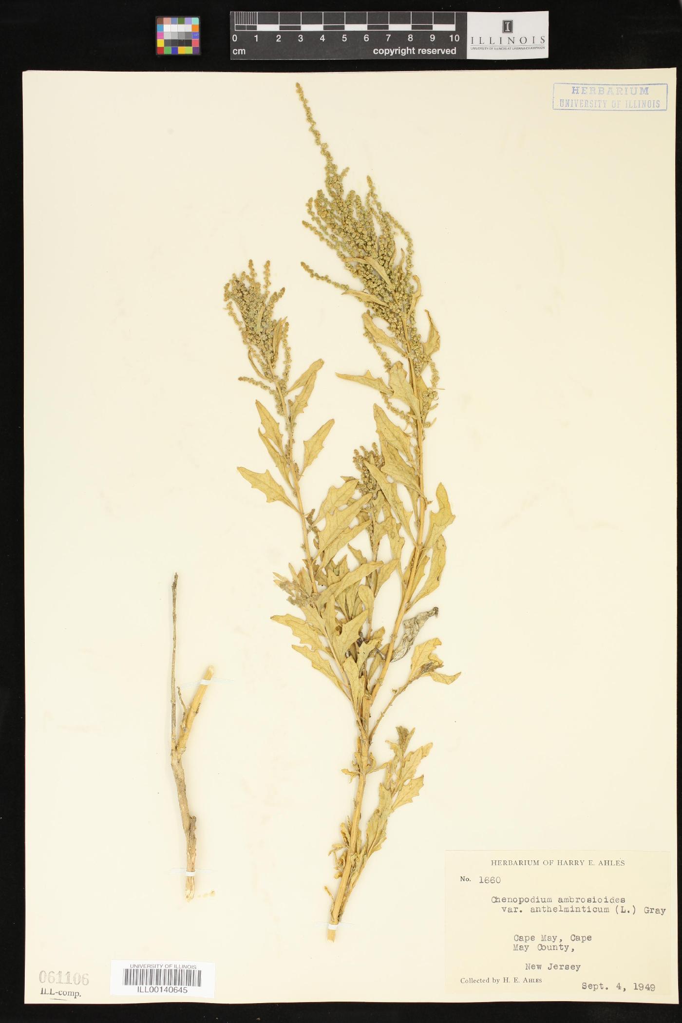 Dysphania anthelmintica image