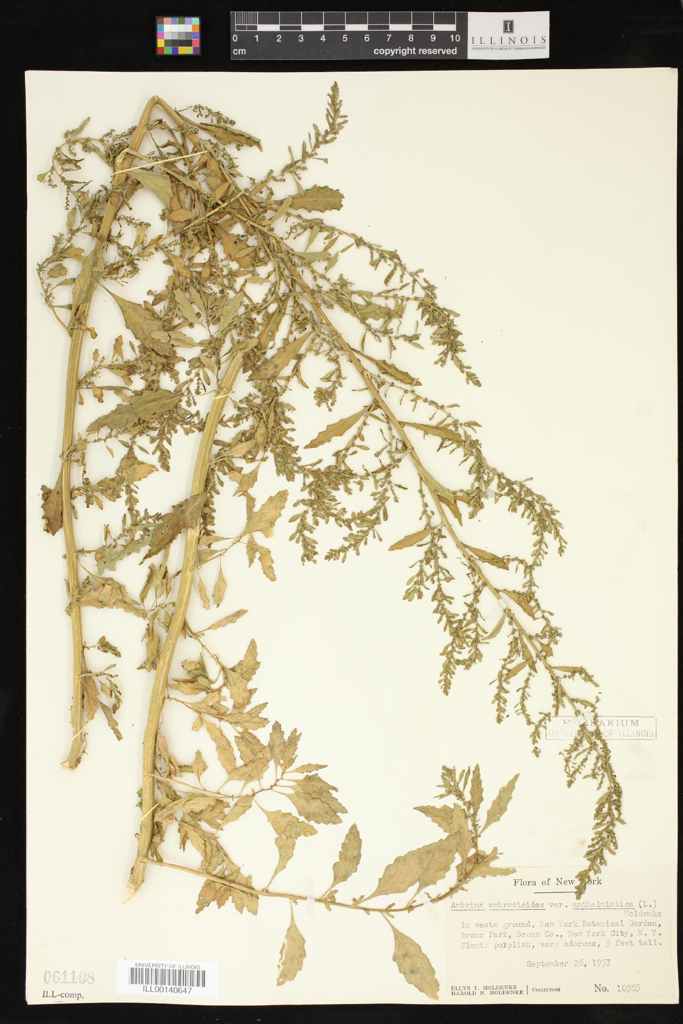 Dysphania anthelmintica image