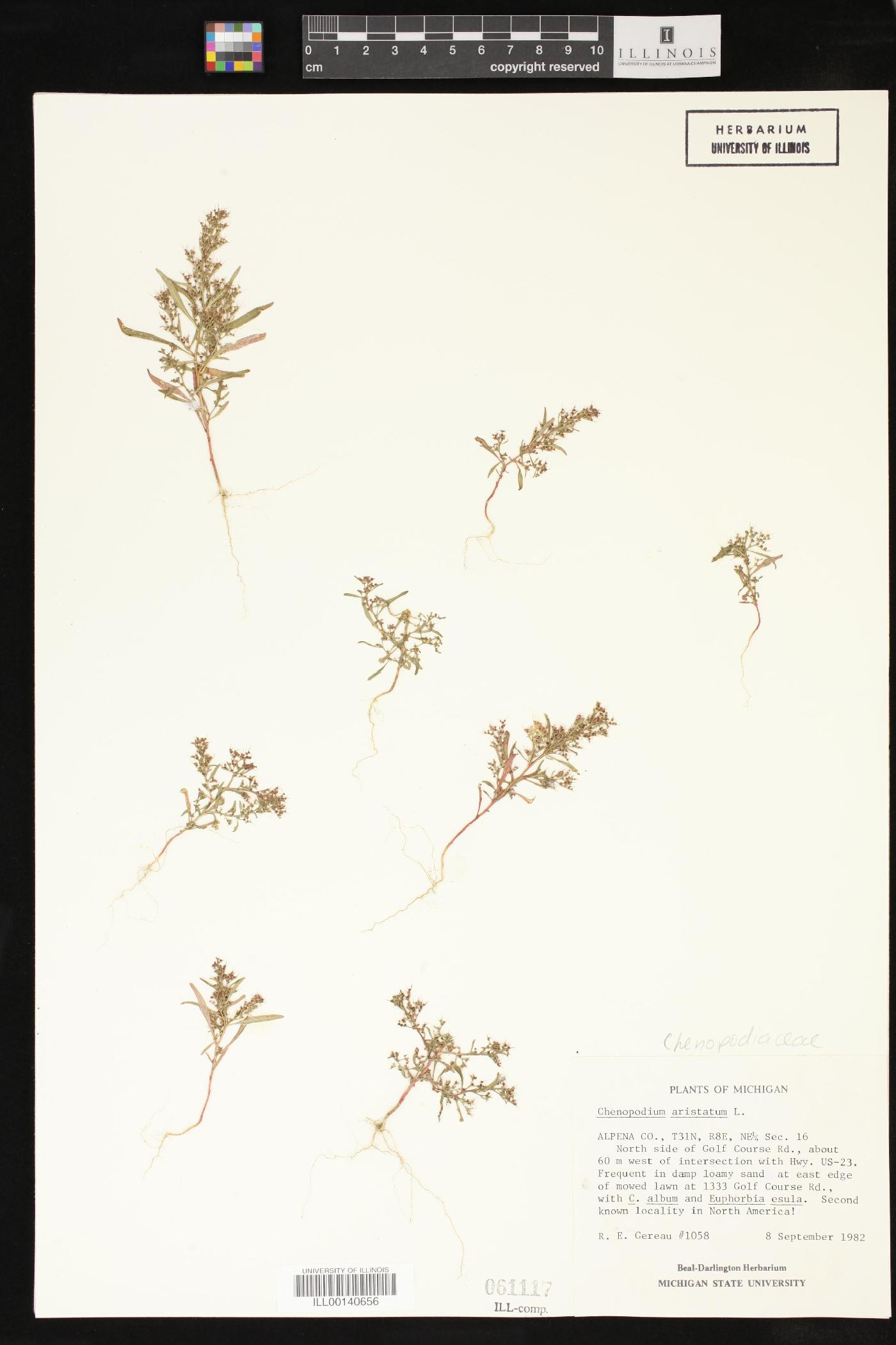 Chenopodium aristatum image