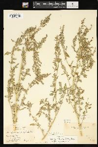 Chenopodium berlandieri var. zschackei image