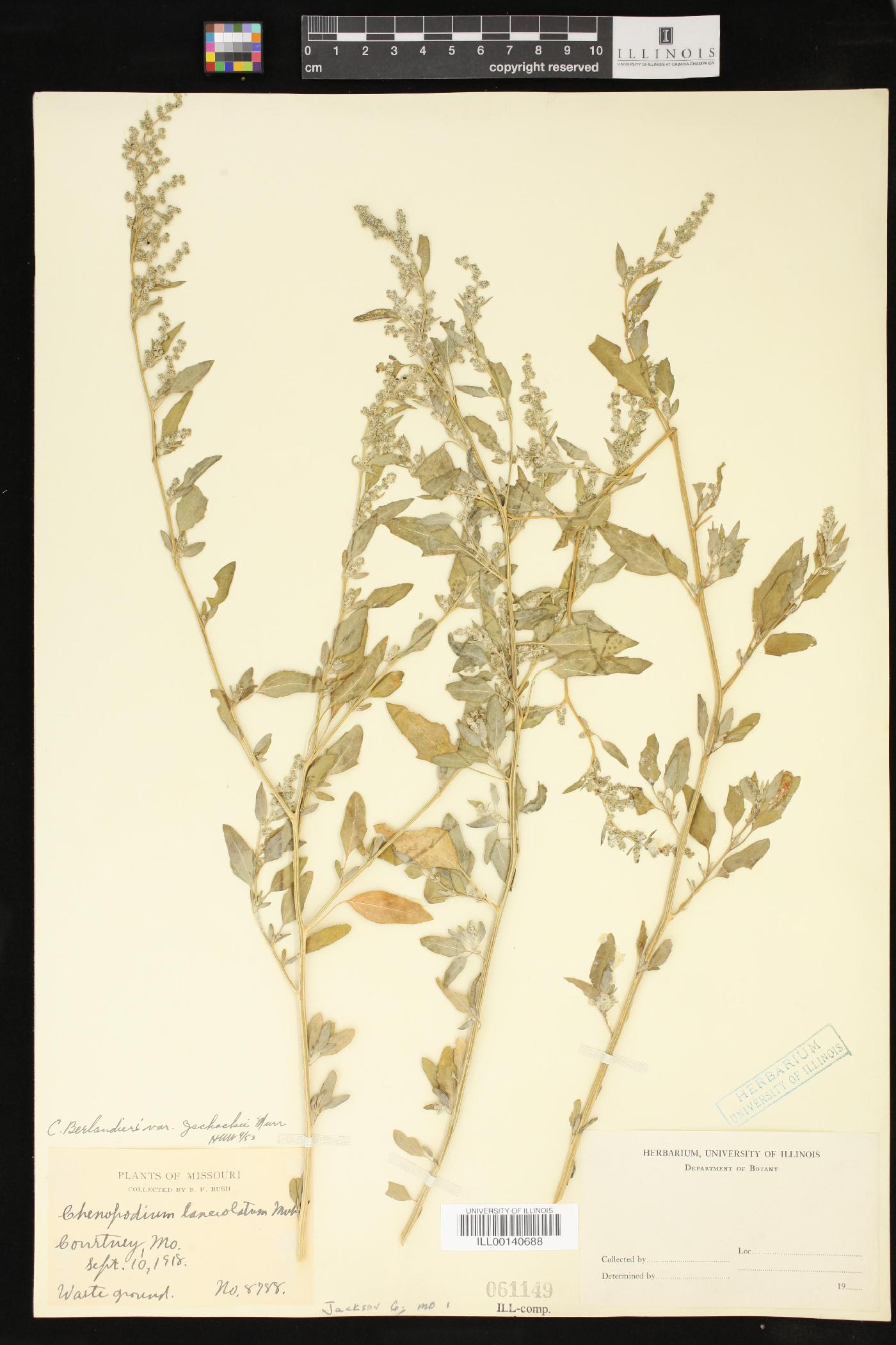 Chenopodium berlandieri var. zschackei image