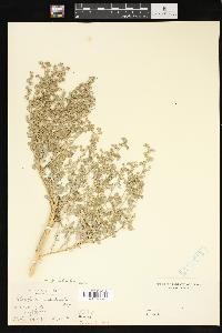 Chenopodium berlandieri var. zschackei image