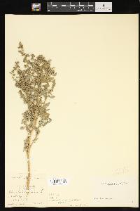 Chenopodium berlandieri image