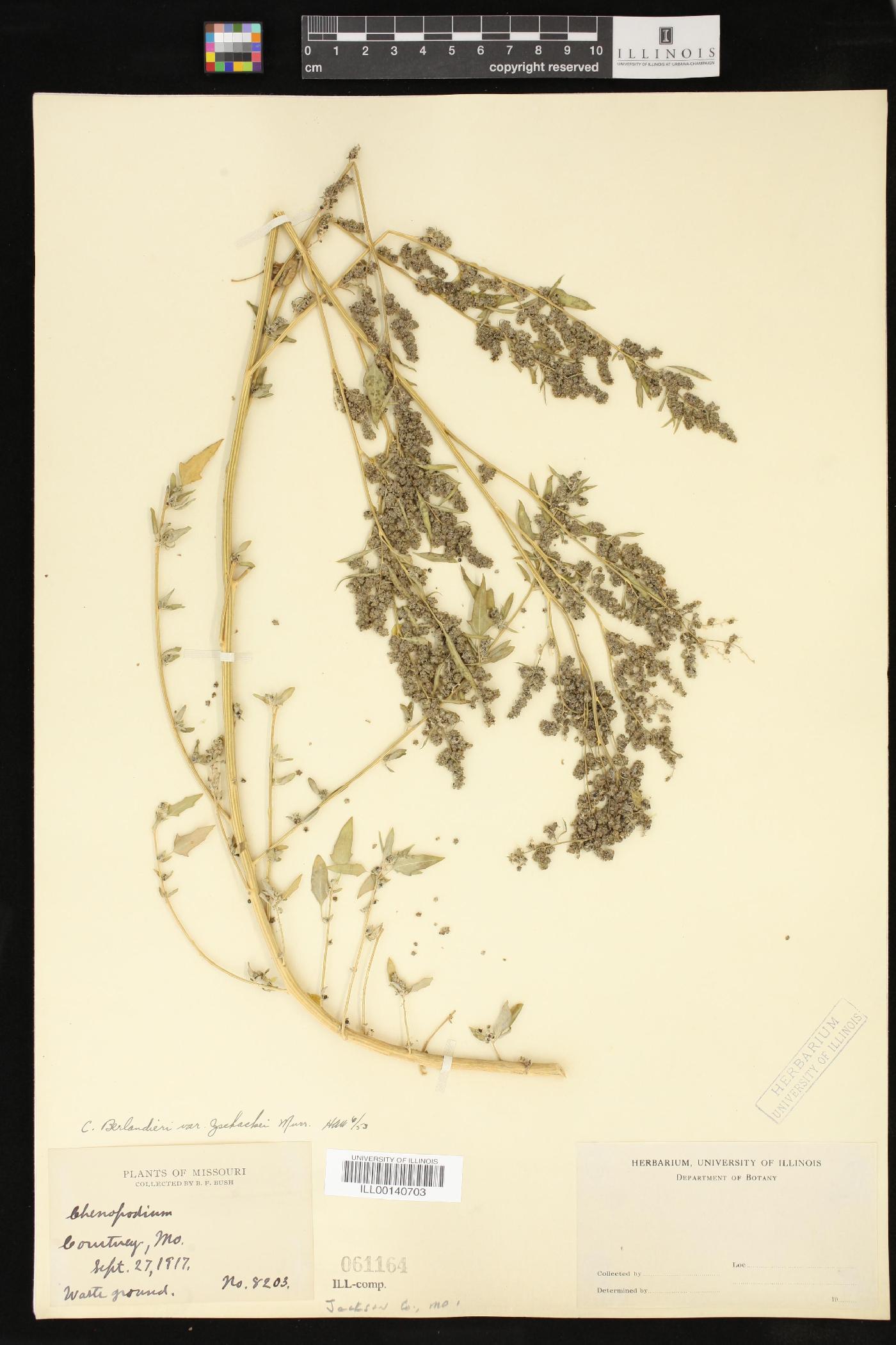 Chenopodium berlandieri var. zschackei image