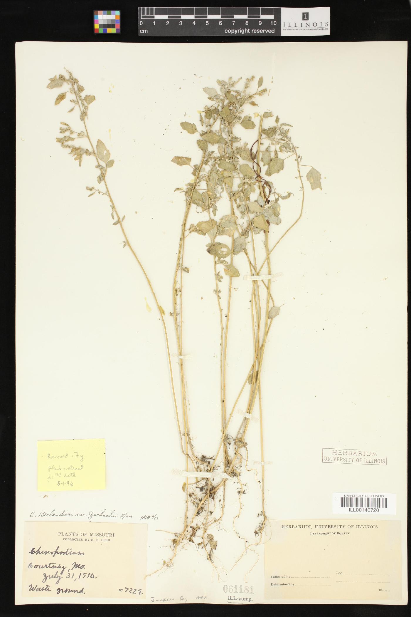 Chenopodium berlandieri var. zschackei image