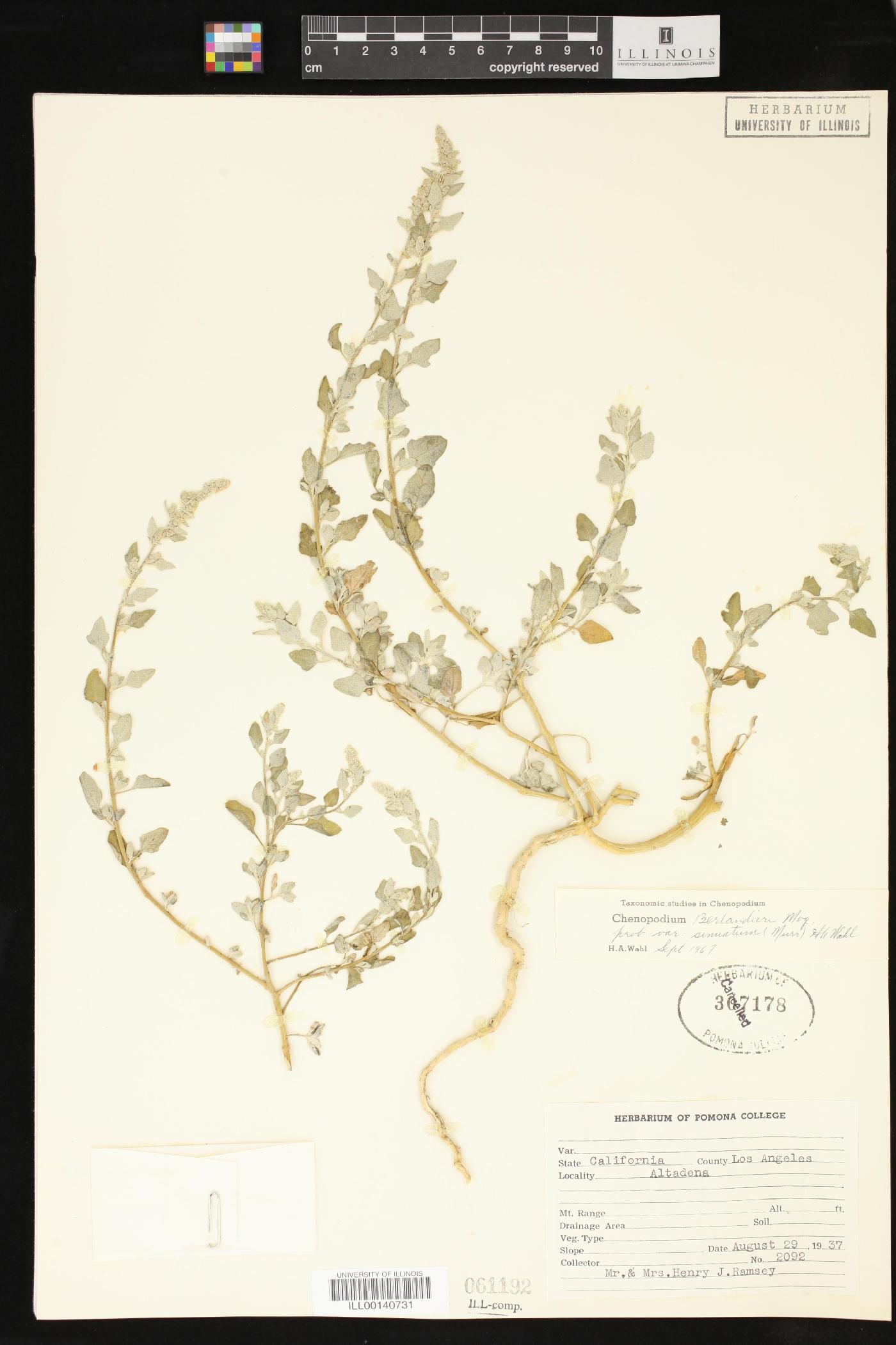 Chenopodium berlandieri var. sinuatum image