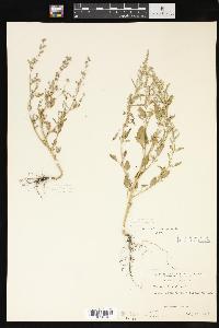 Chenopodium berlandieri image