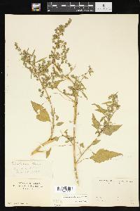 Chenopodium bushianum image