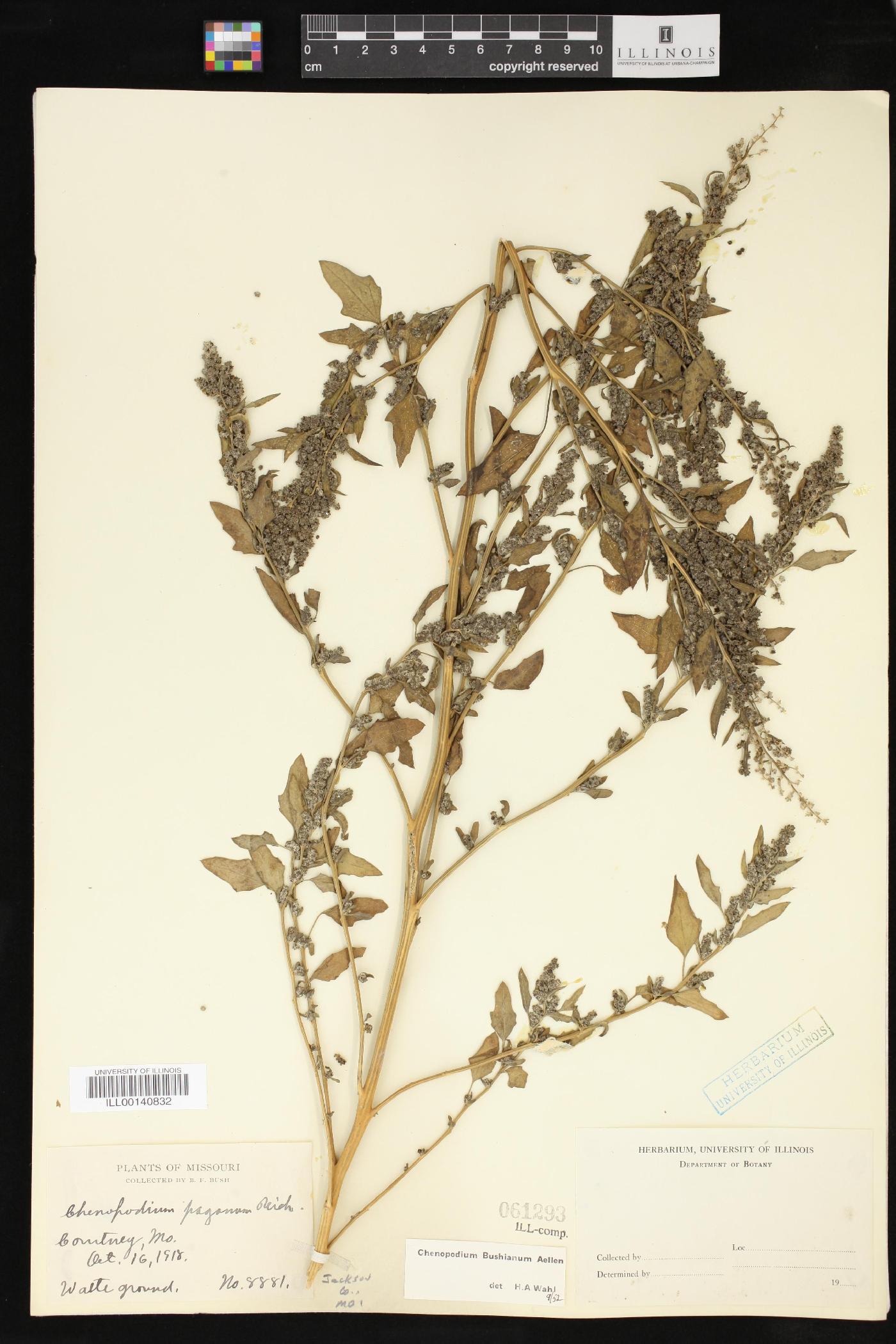 Chenopodium bushianum image