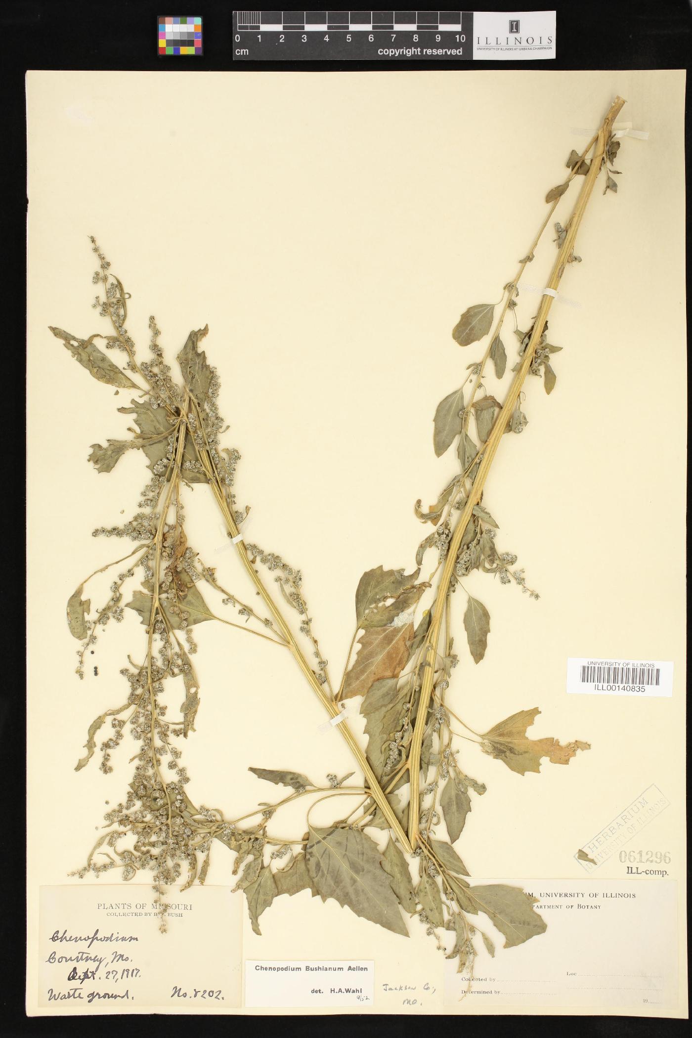 Chenopodium bushianum image