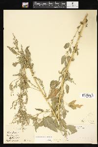 Chenopodium bushianum image