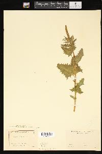 Chenopodium californicum image