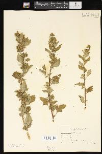 Chenopodium californicum image