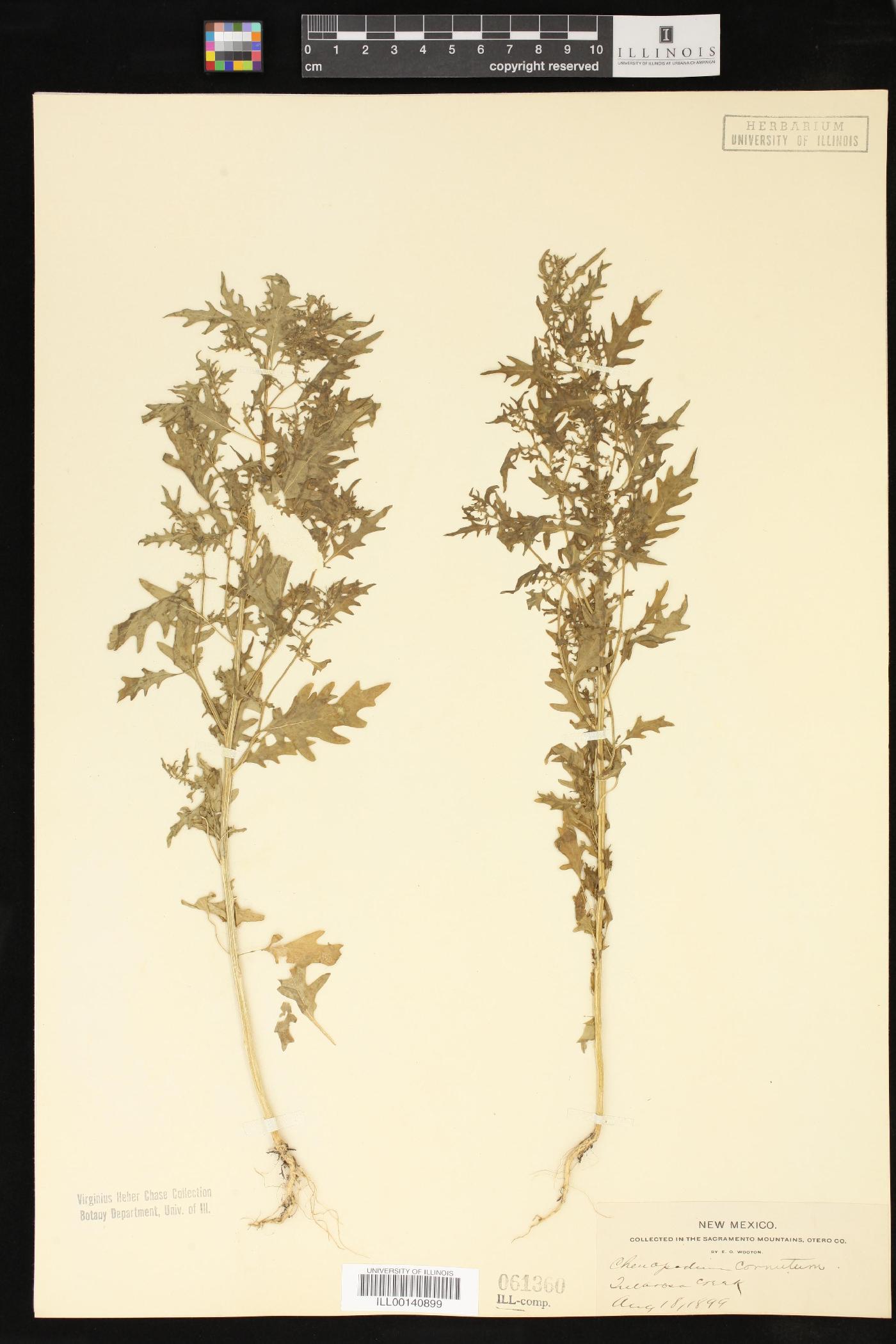Chenopodium cornutum image