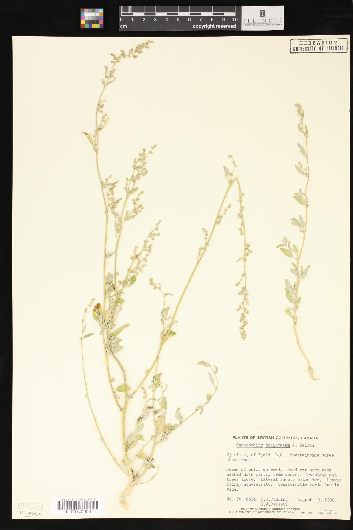 Chenopodium desiccatum image