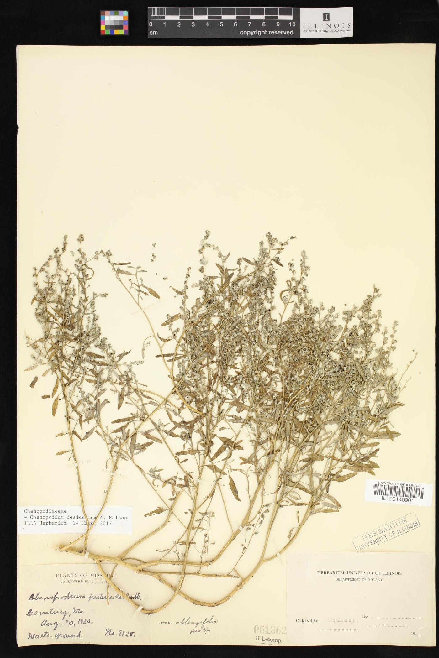 Chenopodium desiccatum image